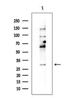 TAF9B Polyclonal Antibody