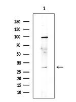 TAF9B Antibody in Western Blot (WB)
