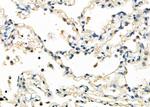 MLLT11 Antibody in Immunohistochemistry (Paraffin) (IHC (P))