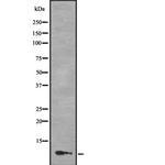 MLLT11 Antibody in Western Blot (WB)