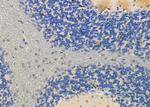 COPS8 Antibody in Immunohistochemistry (Paraffin) (IHC (P))
