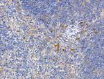 TRAM2 Antibody in Immunohistochemistry (Paraffin) (IHC (P))