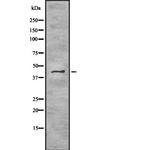 TRAM2 Antibody in Western Blot (WB)