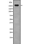 Talin 2 Antibody in Western Blot (WB)