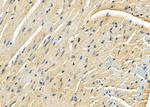 SEPP1 Polyclonal Antibody