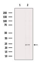 ORM2 Antibody in Western Blot (WB)