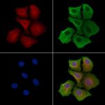 KAP3 Polyclonal Antibody