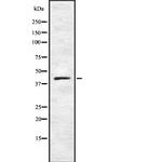 TLX Antibody in Western Blot (WB)
