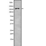BAZ1B Polyclonal Antibody