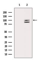 ARTS1 Antibody in Western Blot (WB)