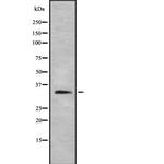REM1 Antibody in Western Blot (WB)