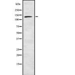 PLCB3 Polyclonal Antibody