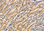 CAP2 Antibody in Immunohistochemistry (Paraffin) (IHC (P))