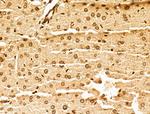 MCRS1 Antibody in Immunohistochemistry (Paraffin) (IHC (P))