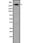 CENPE Antibody in Western Blot (WB)