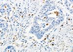 SENP2 Antibody in Immunohistochemistry (Paraffin) (IHC (P))