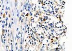 SENP2 Antibody in Immunohistochemistry (Paraffin) (IHC (P))