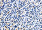 SENP2 Antibody in Immunohistochemistry (Paraffin) (IHC (P))