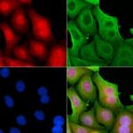 COPS7A Polyclonal Antibody