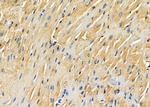 COPS7A Antibody in Immunohistochemistry (Paraffin) (IHC (P))