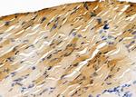 COPS7A Antibody in Immunohistochemistry (Paraffin) (IHC (P))