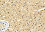 COPS7A Antibody in Immunohistochemistry (Paraffin) (IHC (P))