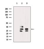 COPS7A Antibody in Western Blot (WB)