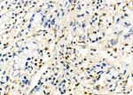 CSN7b Polyclonal Antibody