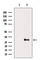 CSN7b Antibody in Western Blot (WB)