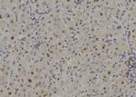 CSN7b Antibody in Immunohistochemistry (Paraffin) (IHC (P))