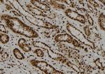 ARL4 Polyclonal Antibody