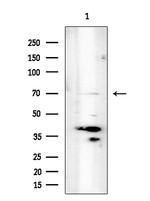 UNC84B Polyclonal Antibody