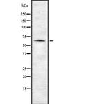 ENC1 Polyclonal Antibody