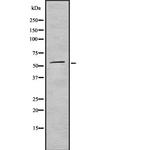 CD300a Antibody in Western Blot (WB)