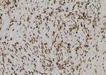 RAE1 Polyclonal Antibody