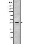 RAE1 Antibody in Western Blot (WB)