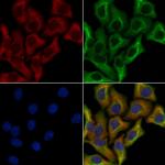 Ameloblastin Polyclonal Antibody