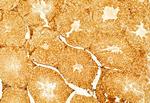 Ameloblastin Antibody in Immunohistochemistry (Paraffin) (IHC (P))