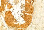Ameloblastin Antibody in Immunohistochemistry (Paraffin) (IHC (P))
