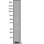 ATP5J2 Antibody in Western Blot (WB)
