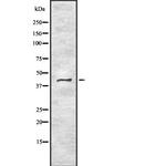 BMP-8 Polyclonal Antibody