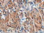 CCK Antibody in Immunohistochemistry (Paraffin) (IHC (P))