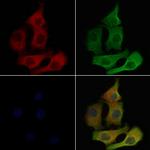 CD179b Polyclonal Antibody