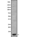 alpha-Defensin 3 Antibody in Western Blot (WB)