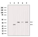 ENDOG Antibody in Western Blot (WB)