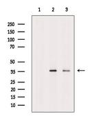 ENDOG Antibody in Western Blot (WB)