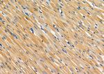 INHBC Antibody in Immunohistochemistry (Paraffin) (IHC (P))