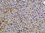 SCN8A Antibody in Immunohistochemistry (Paraffin) (IHC (P))