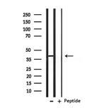 OPCML Polyclonal Antibody