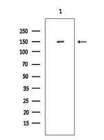 SGK223 Polyclonal Antibody